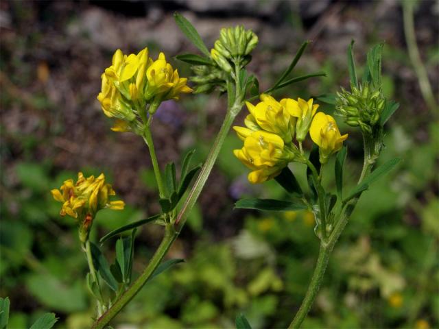 Tolice srpovitá (Medicago falcata L.)