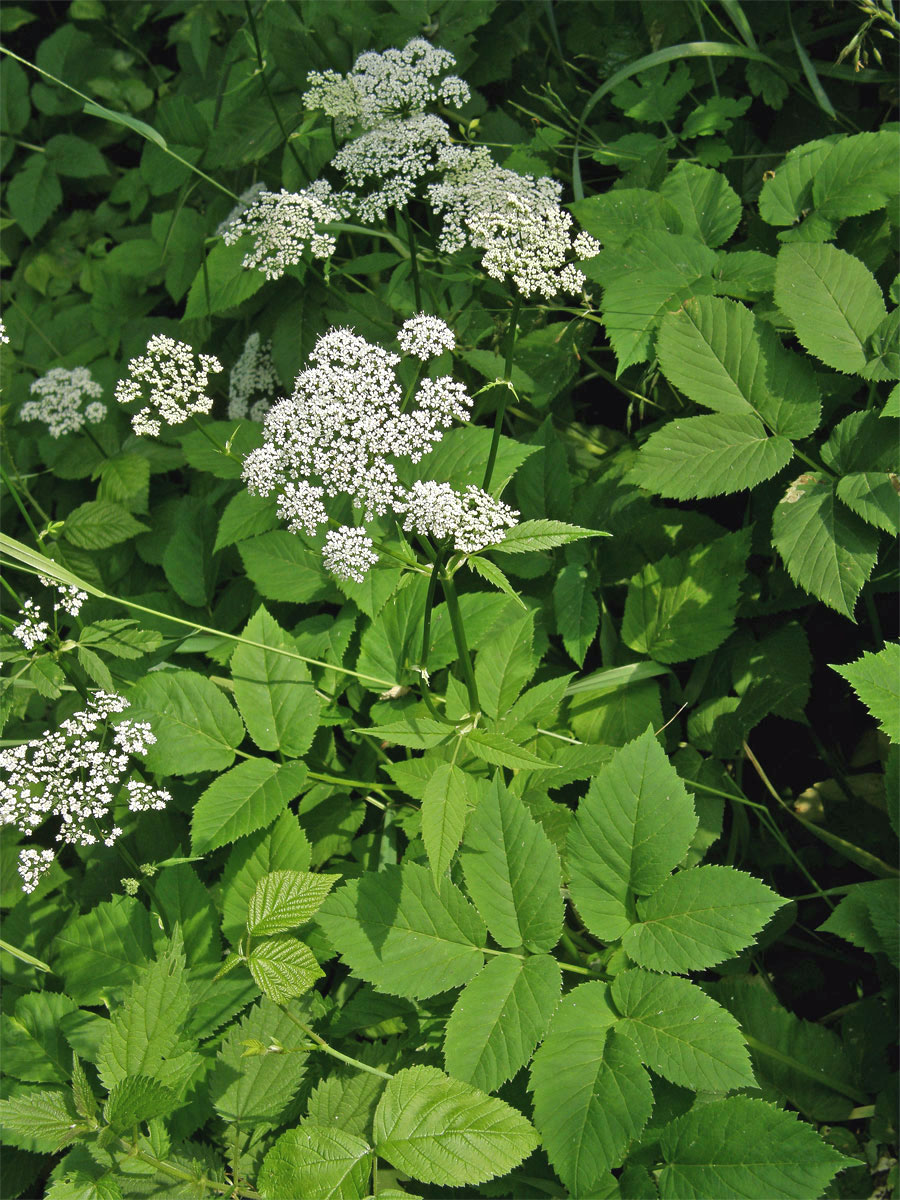 Bršlice kozí noha (Aegopodium podagraria L.)