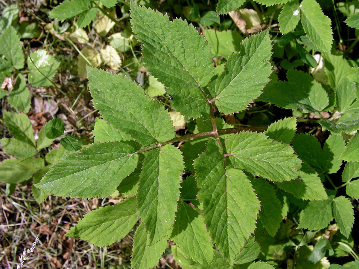 Bršlice kozí noha (Aegopodium podagraria L.)