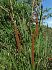 Orobinec úzkolistý (Typha angustifolia L.)