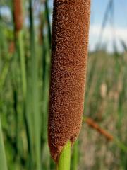 Orobinec úzkolistý (Typha angustifolia L.)