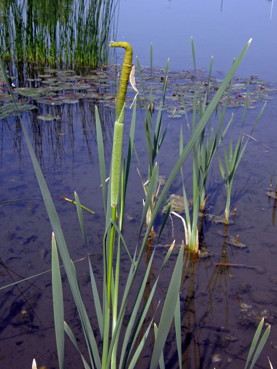 Orobinec úzkolistý (Typha angustifolia L.)