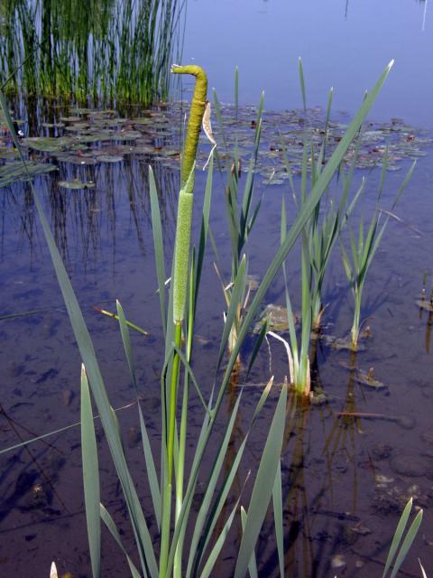 Orobinec úzkolistý (Typha angustifolia L.)