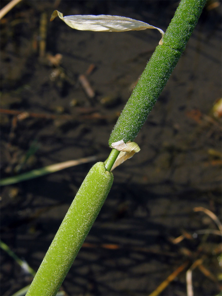 Orobinec úzkolistý (Typha angustifolia L.)