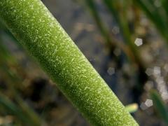 Orobinec úzkolistý (Typha angustifolia L.)