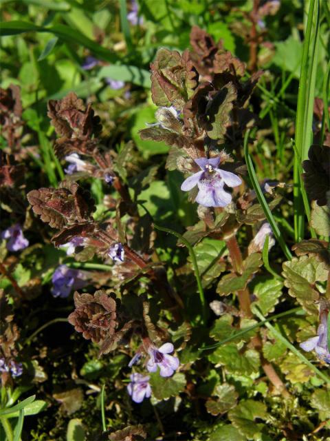 Popenec obecný (Glechoma hederacea L.)