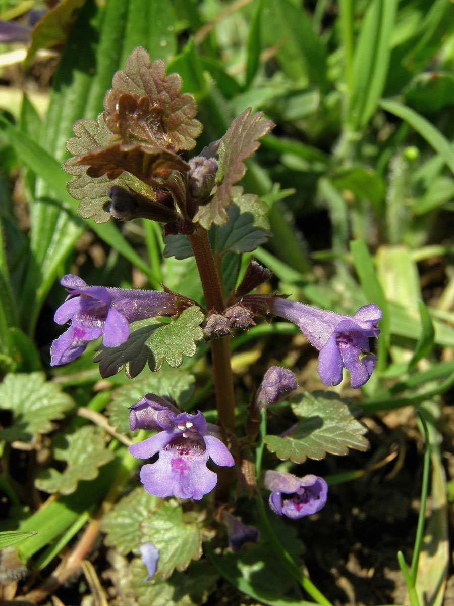 Popenec obecný (Glechoma hederacea L.)