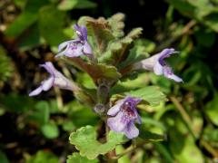 Popenec obecný (Glechoma hederacea L.)