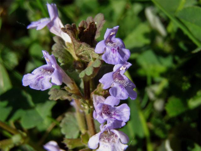 Popenec obecný (Glechoma hederacea L.)