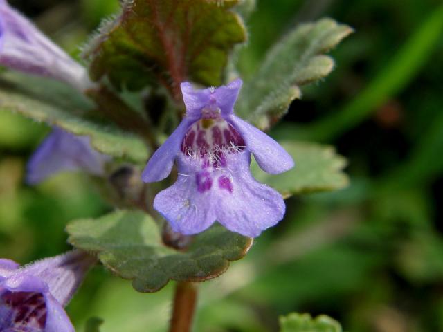 Popenec obecný (Glechoma hederacea L.)