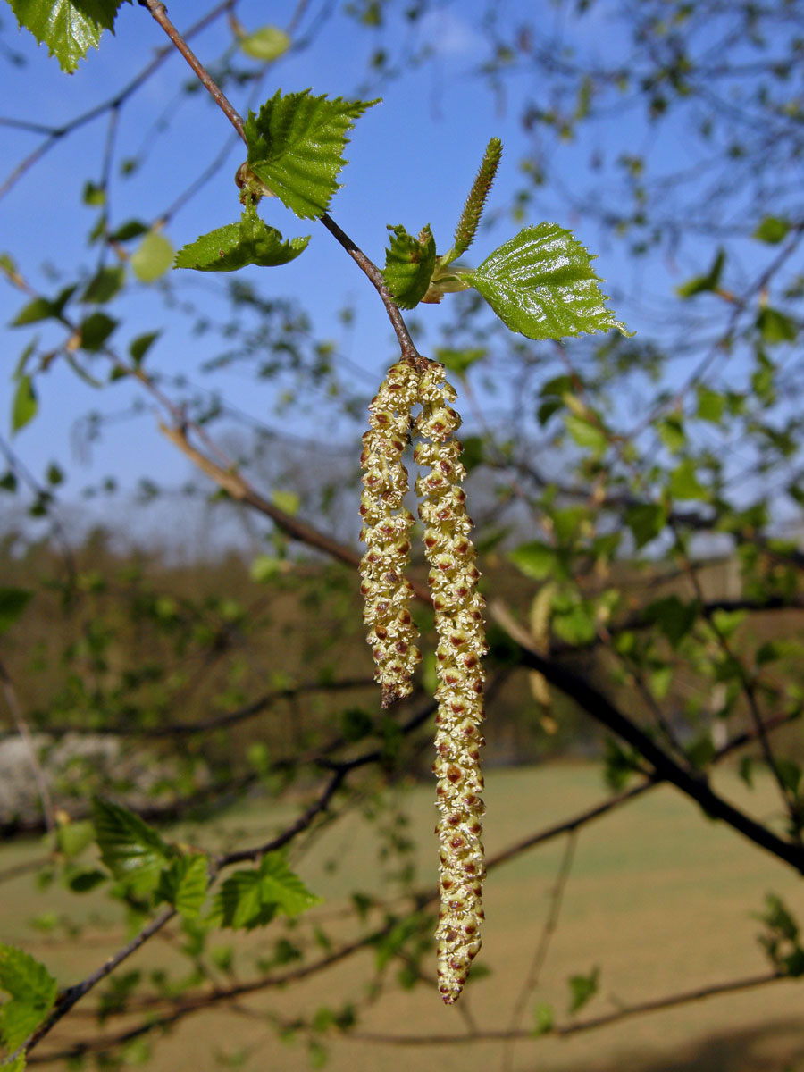 Bříza bělokorá (bradavičnatá) (Betula pendula Roth)