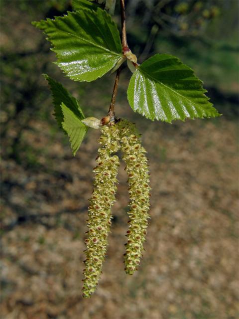 Bříza bělokorá (bradavičnatá) (Betula pendula Roth)