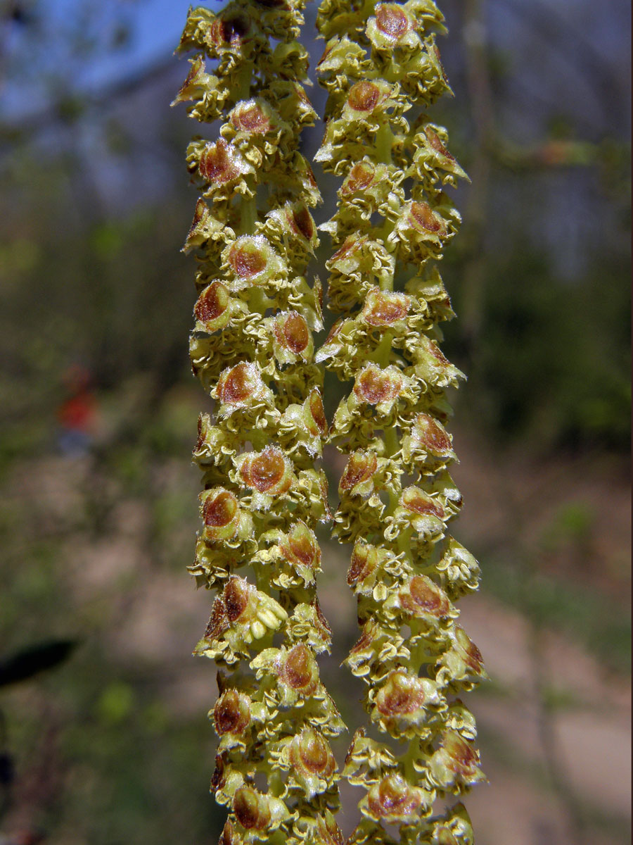 Bříza bělokorá (bradavičnatá) (Betula pendula Roth)