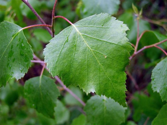 Bříza bělokorá (bradavičnatá) (Betula pendula Roth)