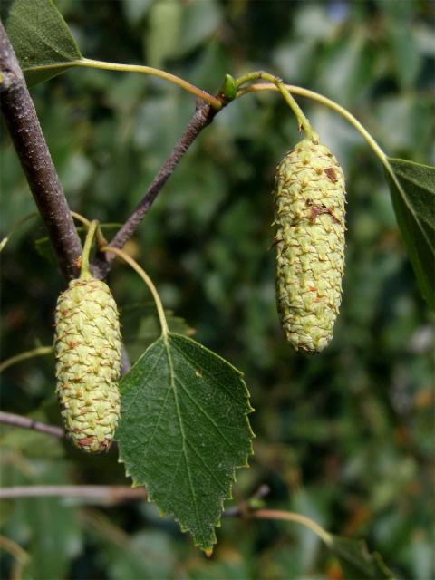 Bříza bělokorá (bradavičnatá) (Betula pendula Roth)