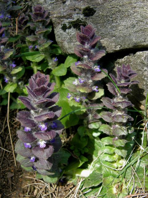 Zběhovec jehlancovitý (Ajuga pyramidalis L.)