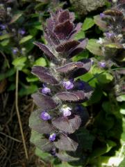 Zběhovec jehlancovitý (Ajuga pyramidalis L.)