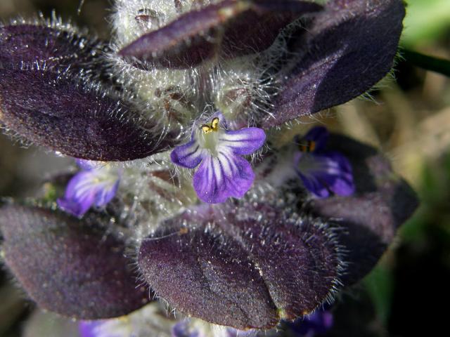 Zběhovec jehlancovitý (Ajuga pyramidalis L.)