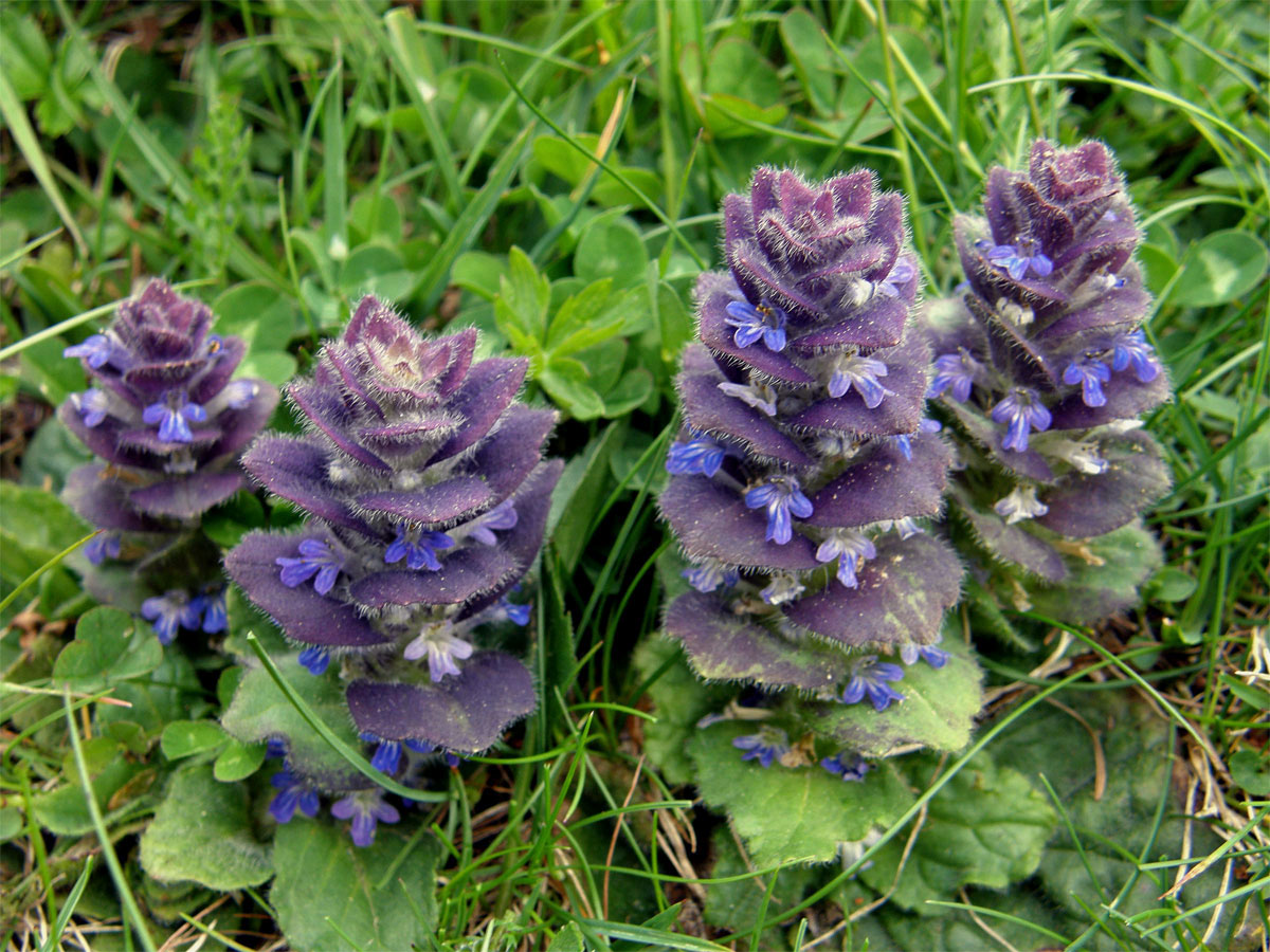 Zběhovec jehlancovitý (Ajuga pyramidalis L.)