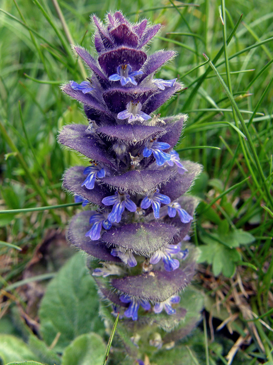 Zběhovec jehlancovitý (Ajuga pyramidalis L.)