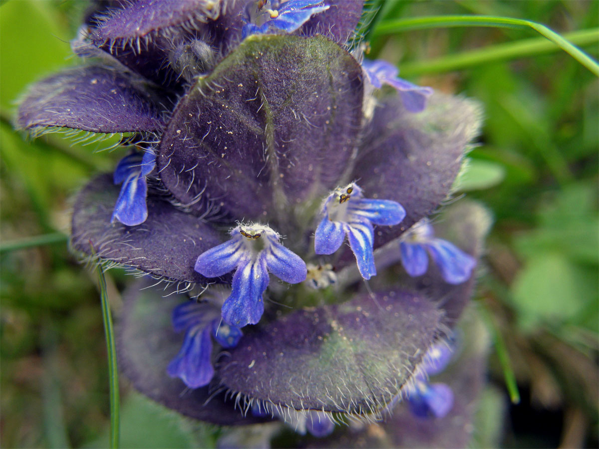 Zběhovec jehlancovitý (Ajuga pyramidalis L.)