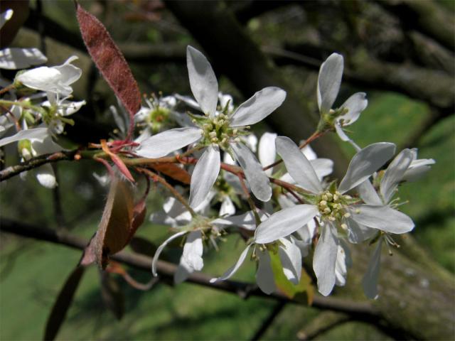 Muchovník Lamarckův (Amelanchier lamarckii Schroeder.)