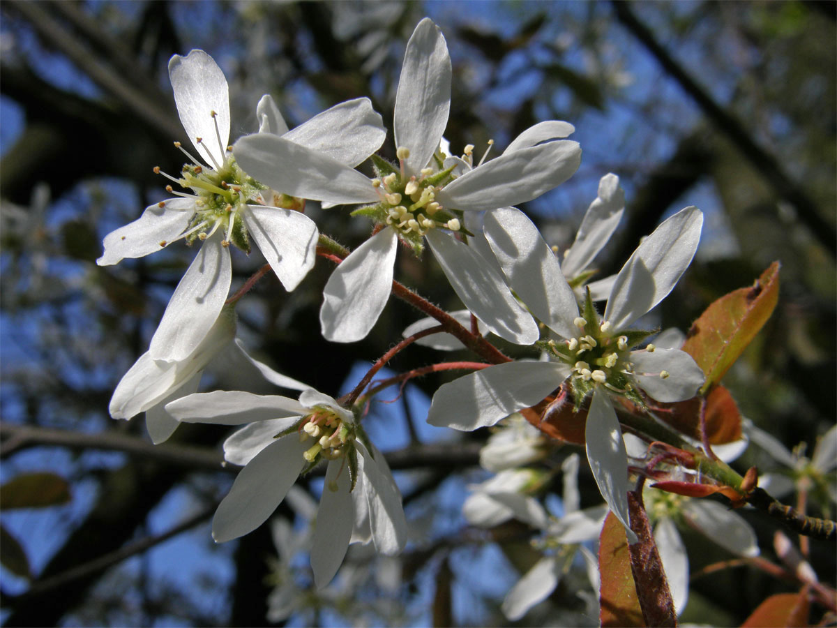 Muchovník Lamarckův (Amelanchier lamarckii Schroeder.)