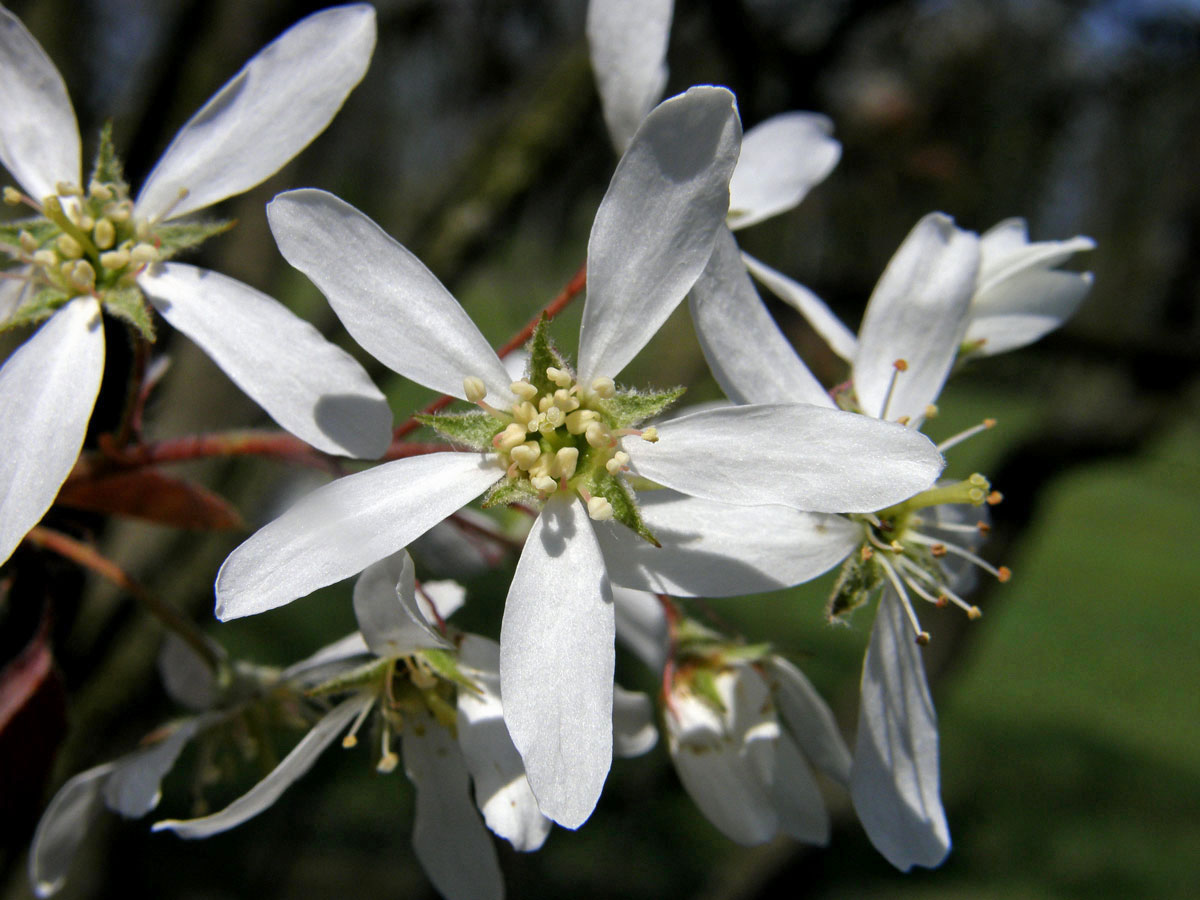 Muchovník Lamarckův (Amelanchier lamarckii Schroeder.)