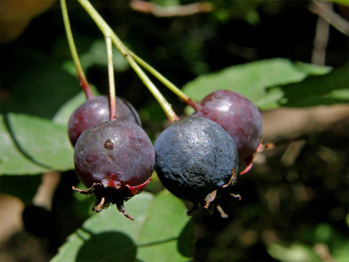 Muchovník Lamarckův (Amelanchier lamarckii Schroeder.)