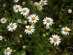 Rmen rolní (Anthemis arvensis L.)