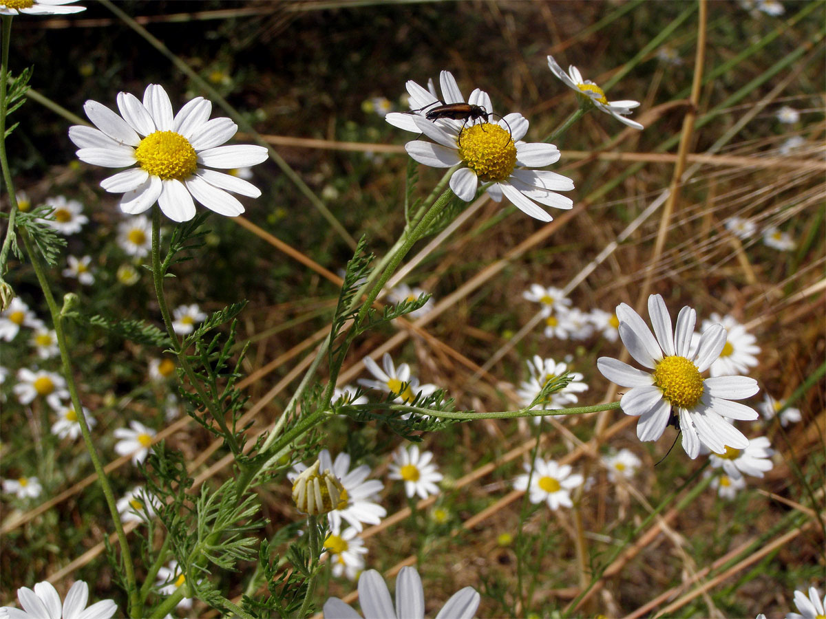 Rmen rolní (Anthemis arvensis L.)