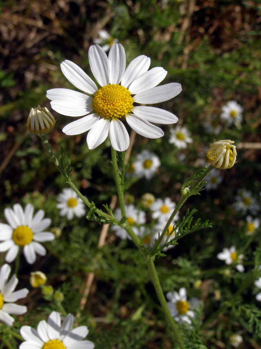 Rmen rolní (Anthemis arvensis L.)