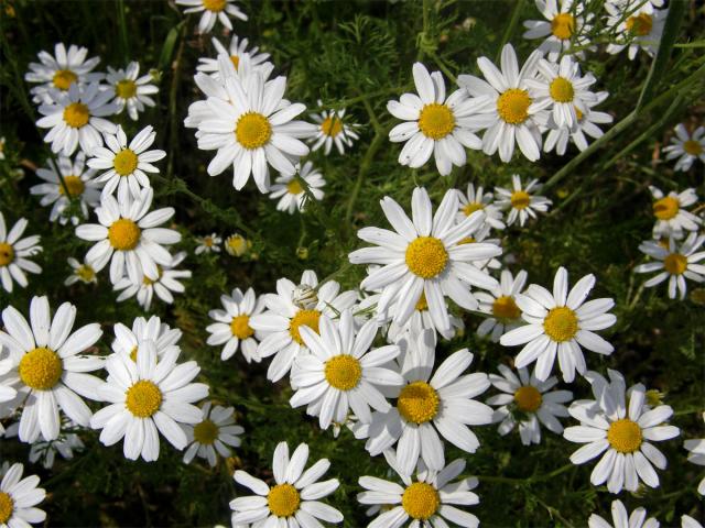 Rmen rolní (Anthemis arvensis L.)