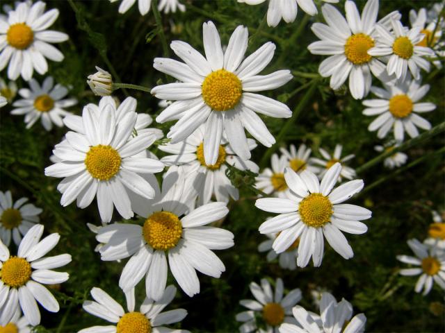 Rmen rolní (Anthemis arvensis L.)