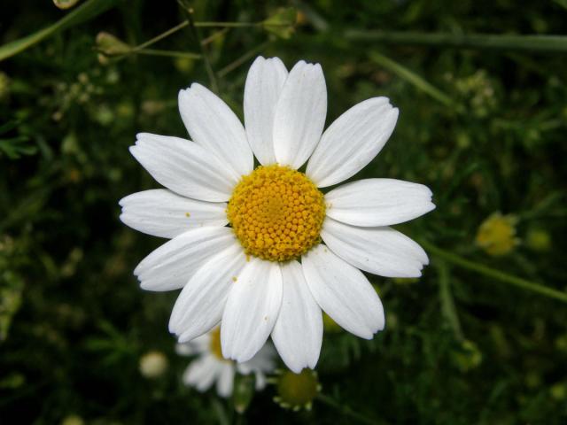 Rmen rolní (Anthemis arvensis L.)