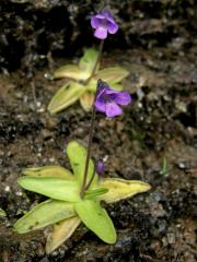 Tučnice obecná (Pinguicula vulgaris L.)