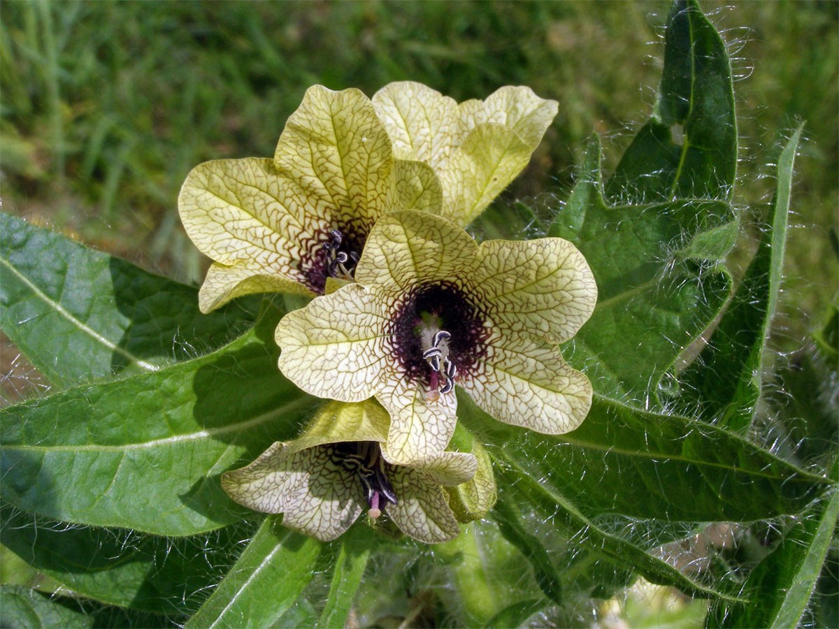 Blín černý (Hyoscyamus niger L.)