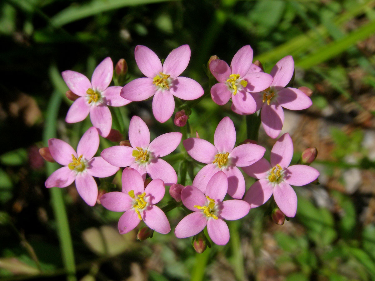 Zeměžluč okolíkatá (lékařská) (Centaurium erythraea  Rafn.)