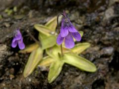 Tučnice obecná (Pinguicula vulgaris L.)