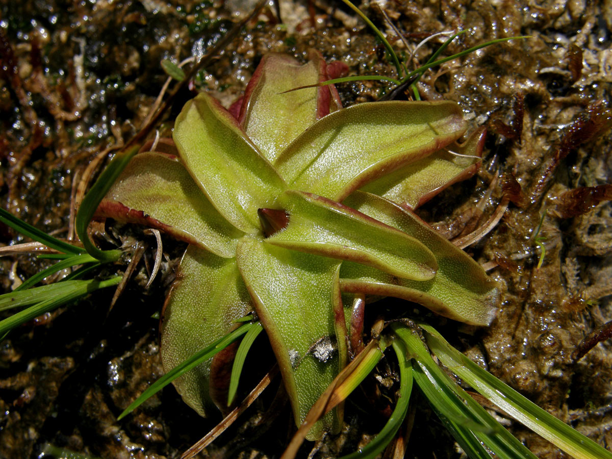 Tučnice obecná (Pinguicula vulgaris L.)