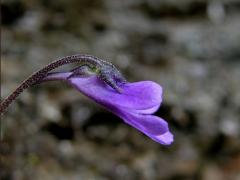 Tučnice obecná (Pinguicula vulgaris L.)