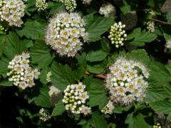 Tavola kalinolistá (Physocarpus opulifolius (L.) Maxim.)