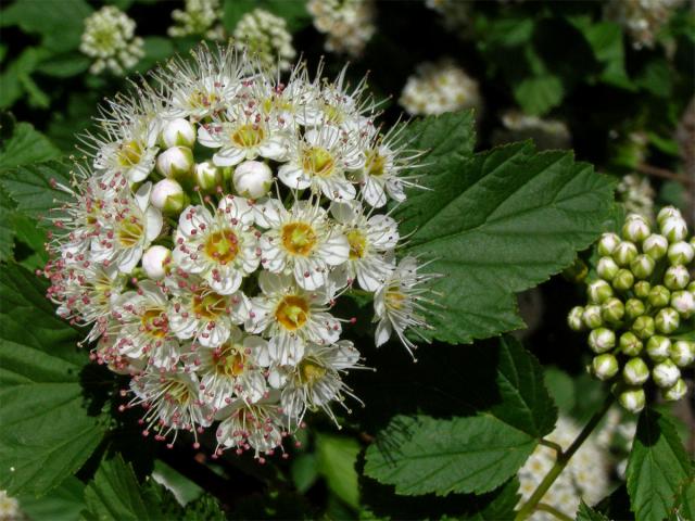 Tavola kalinolistá (Physocarpus opulifolius (L.) Maxim.)