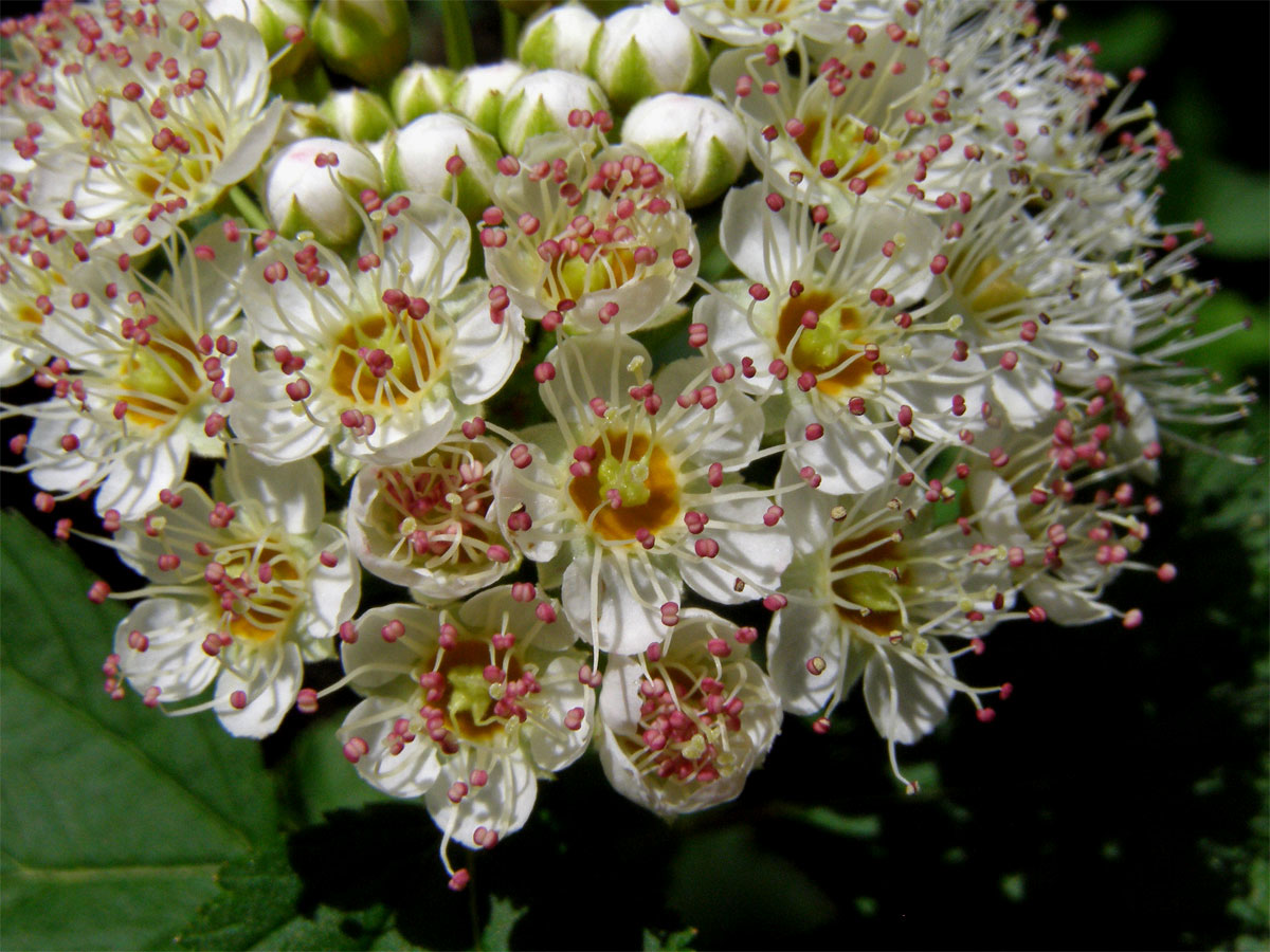 Tavola kalinolistá (Physocarpus opulifolius (L.) Maxim.)