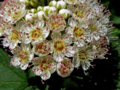 Tavola kalinolistá (Physocarpus opulifolius (L.) Maxim.)