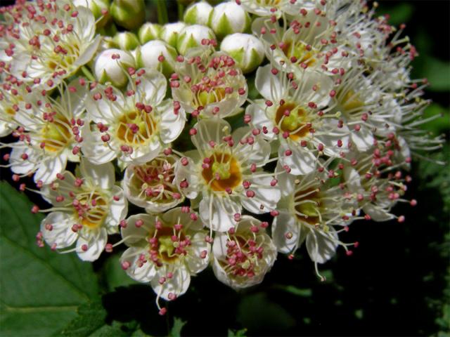 Tavola kalinolistá (Physocarpus opulifolius (L.) Maxim.)