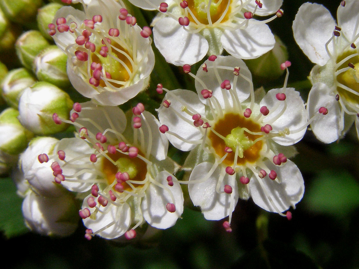 Tavola kalinolistá (Physocarpus opulifolius (L.) Maxim.)