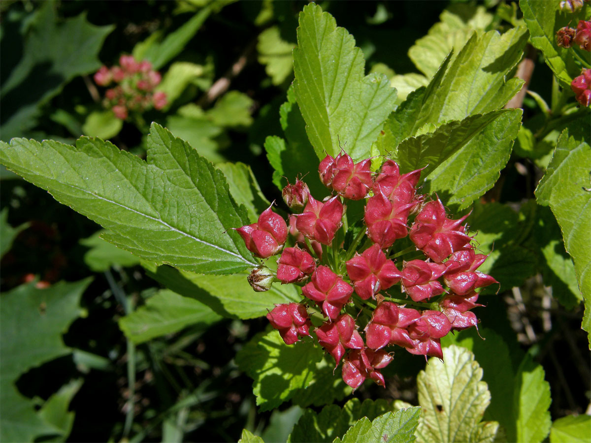 Tavola kalinolistá (Physocarpus opulifolius (L.) Maxim.)