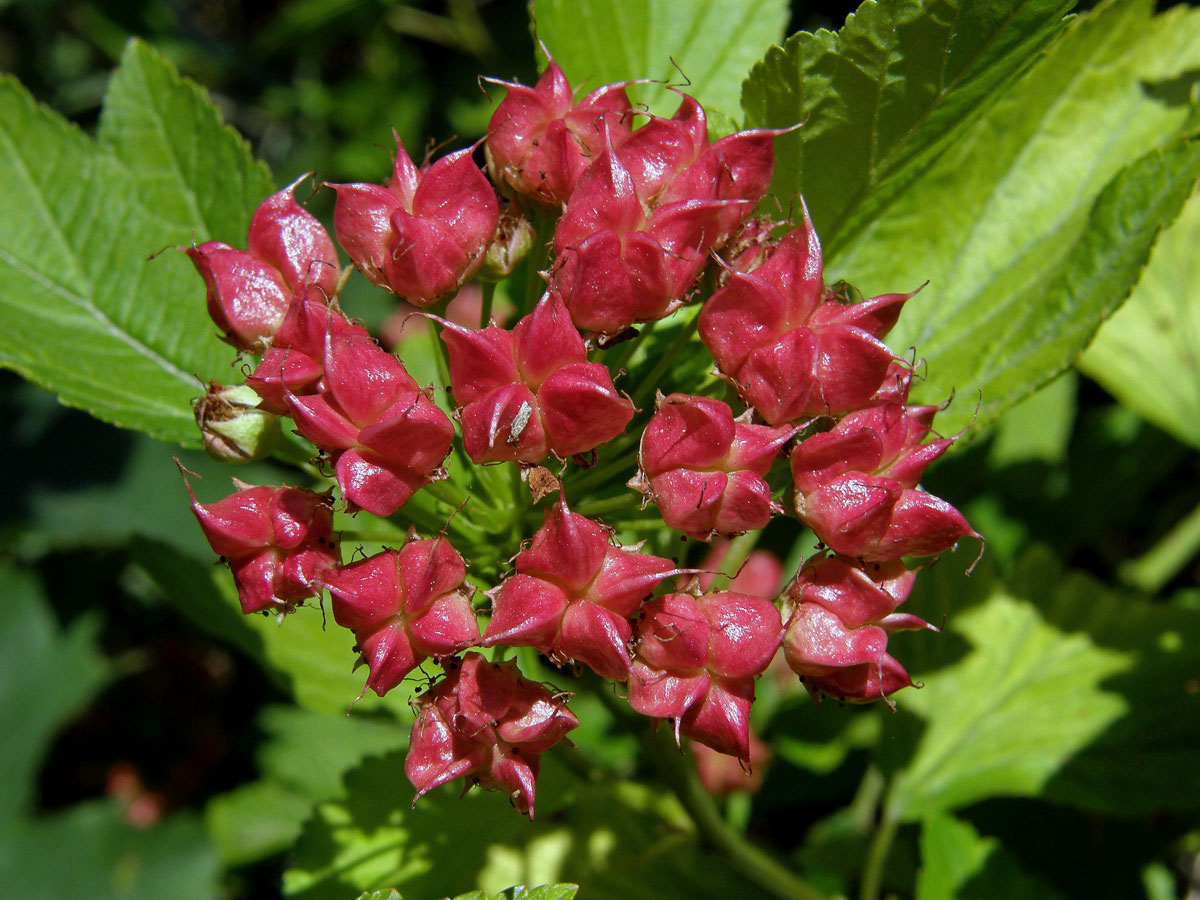 Tavola kalinolistá (Physocarpus opulifolius (L.) Maxim.)