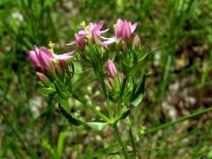 Zeměžluč okolíkatá (lékařská) (Centaurium erythraea  Rafn.)